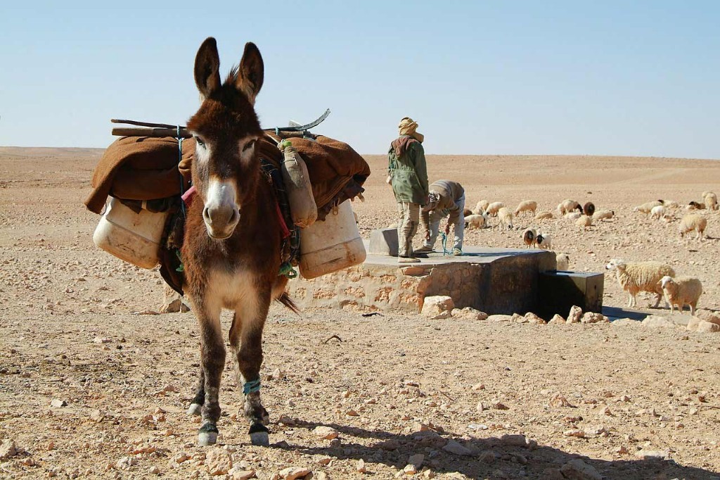 COMUNICADO DEL FRENTE POLISARIO - Crisis de Guerguerat